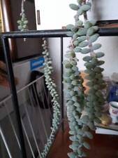 Sedum morganianum, Affenschaukel, Schlangen-Fetthenne, runde Blätter