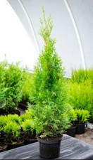 Thuja occidentalis 'SMARAGD'