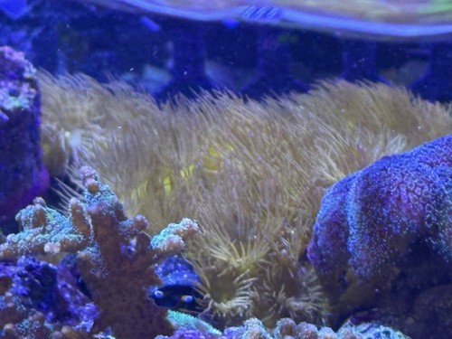 Gelbe krustenanemonen - gelbe,