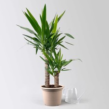 Palmlilie, 2er-Tuff, Topf-Ø