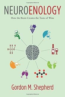 Neuroenology how the brain - neuroenology:,