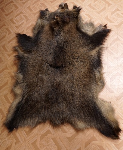 Schönes wildschweinfell wild - schönes,