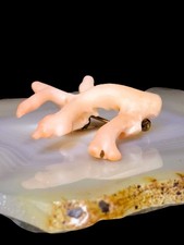 Brosche Engelshautkoralle