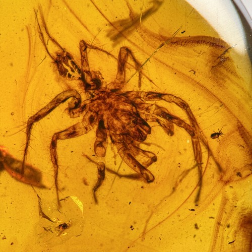 Grosse spinne burmesisch - grosse, in