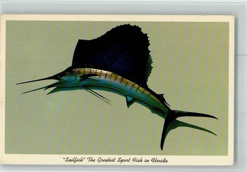 10511065 sailfish gute - -,