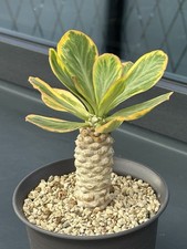 Euphorbia Poissonii Variegata