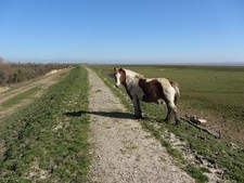 Foto A3 Pferd auf dem Wales Coast Path bei Peterstone Peterstone Wentlo c2014