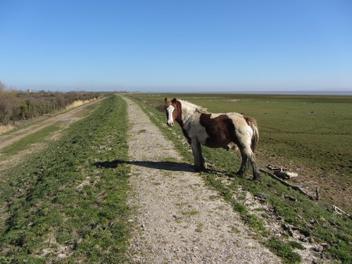 Foto pferd auf dem wales - pferd,