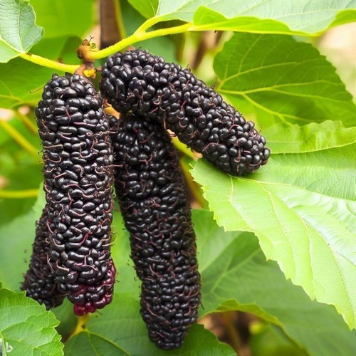 Schwarze maulbeere illinois - maulbeere,