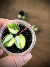 Hoya Mathilde variegata -