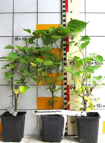 Broussonetia papyrifera - , /