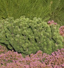 Krummholz Kiefer 40-50cm -