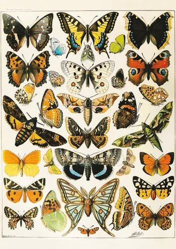 Puzzle butterflies - puzzle, (1000