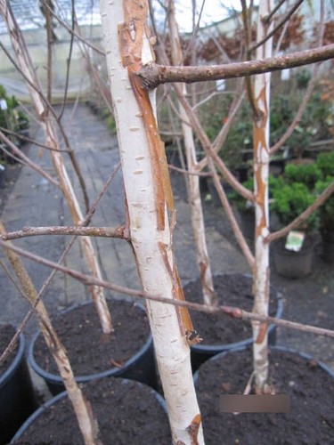 Betula utilis doorenbos - doorenbos,