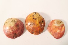 3 Spondylus Muscheln Baule