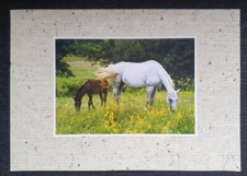 Pferdepostkarte, AK Pferde