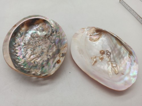 Abalone muschel paua poliert - paua, +