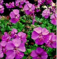20 Stecklinge des Geranium
