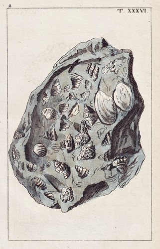 Vulkanischer kalkstein tuff - vulkanischer,