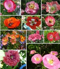 Mohn-Papaver-kunterbunt -Blumenwiese-Insektenfutter -Solitärpflanzen 1000 Samen