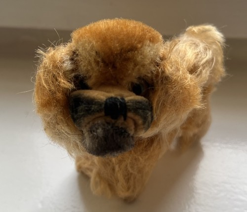 Kleine pekinese hund von - kleine,