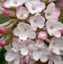 Koreanischer Duftschneeball Diana 60-80cm - Viburnum carlesii