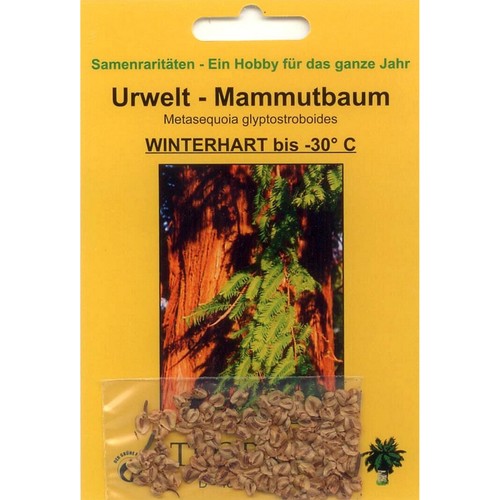 Bonsai samen metasequoia - ,