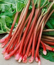 Rheum rhabarbarum 'Victoria'