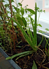 Aloe Vera Ableger – ca