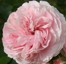 Beetrose Larissa ® Korbaspro ® Kordes 2008 - Co. 5 L - ADR-Rose