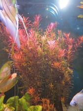 Aquarium Wasser Pflanze Rotala
