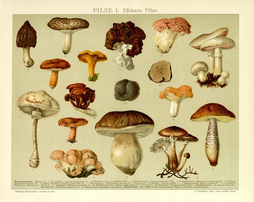 Essbare pilze champignon - essbare,