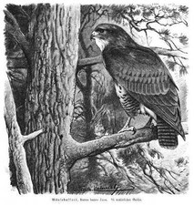 MÄUSEBUSSARD Buteo buteo BUSSARD Greif VOGEL Holzstich 1912 Wilhelm Kuhnert