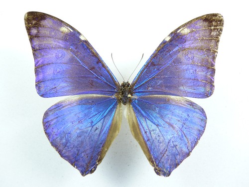 Morpho marcus ssp - .,