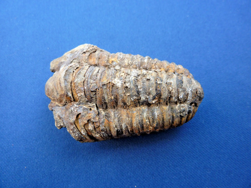 Großer trilobit calymene - calymene, sp