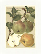 Grosser Katzenkopf Cattilac Pfundbirne Pomologie Birnensorten Faks_Obstsorten 16