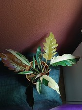 Sehr Schöne Philodendron