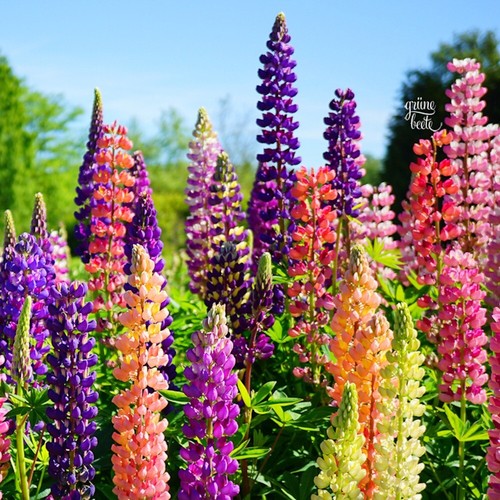 Hohe lupine russell - 'russell, mix'