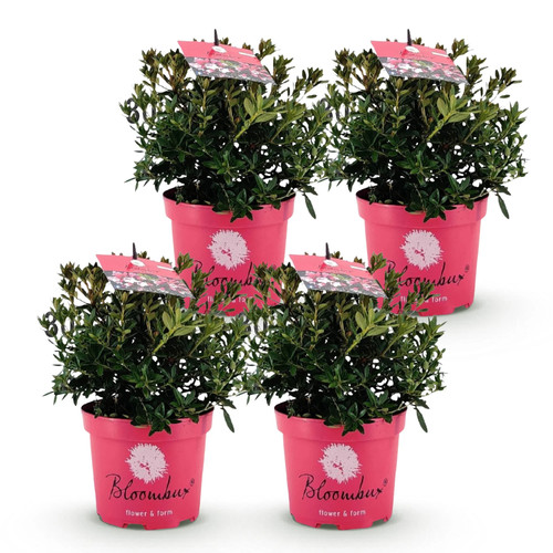 Rhododendron bloombux - 4x,
