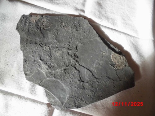 Fossil schiefer ammonit - fossil,