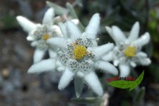 echtes Edelweiß, Leontopodium