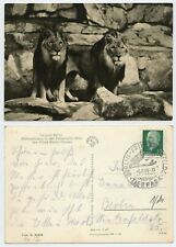 119970 - Löwen - Echtfoto - AK, Sonderstempel Tierpark Berlin 5.6.1964