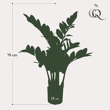Kunstpflanze Zamioculcas - Zimmerpalme 70 cm - Pflegeleicht und immergrün für je