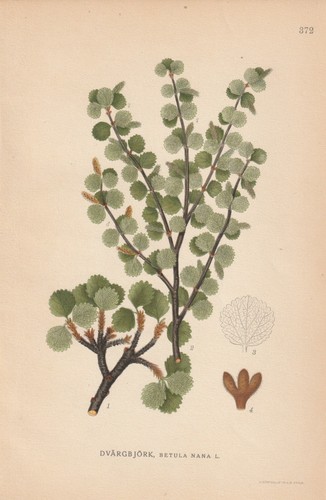Zwerg birke - zwerg-birke, nana)