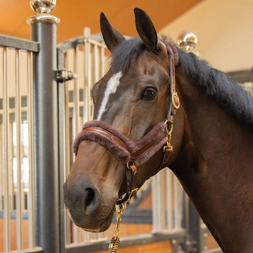 Harry horse lederhalfter - harry's,