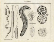 1843 OKEN LITHOGRAPHIE Bandwurm, Löffelwurm, Seegurke, Seeigel, ...