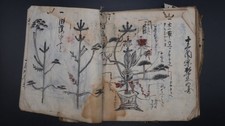 RARE Japanese Ikebana Flower