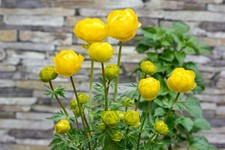 Trollius x cult.'Lemon Queen', Trollblume, zitronengelb, ca. 11x11 cm Topf
