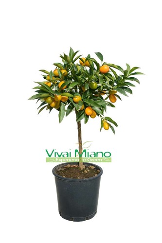 Kumquat pflanze chinesische - kumquat,