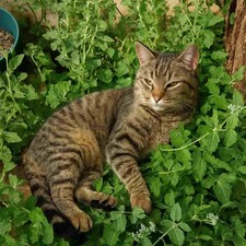 2000 Samen 🐱 Echte